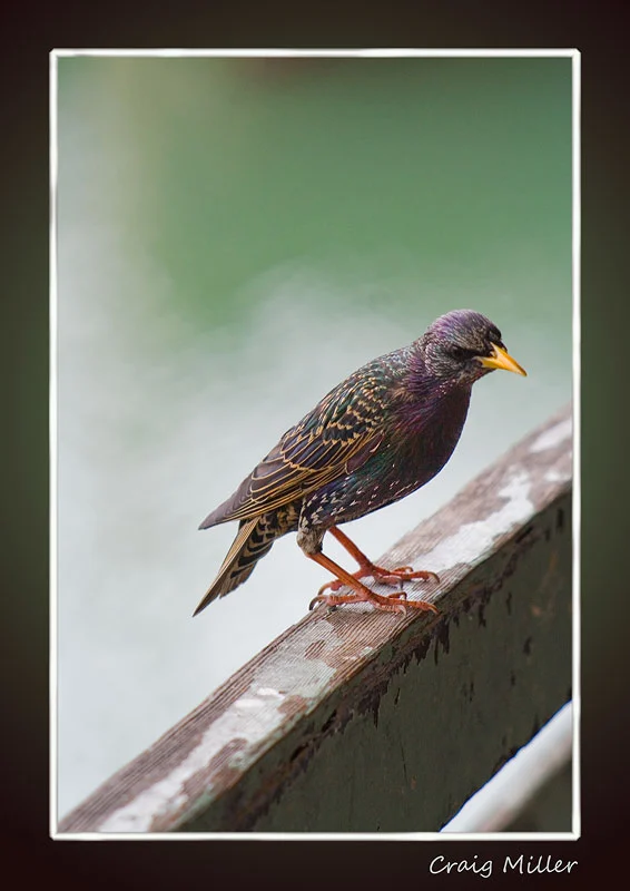 European Starling