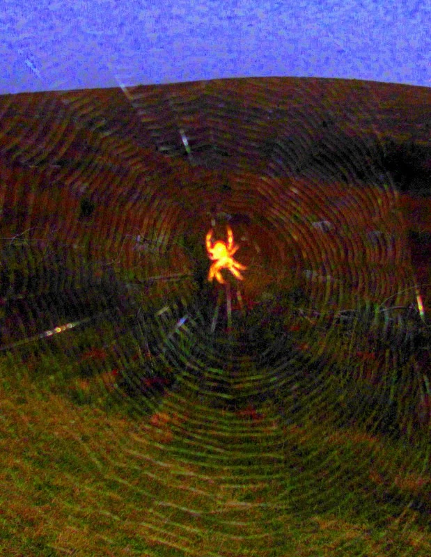 evening spider