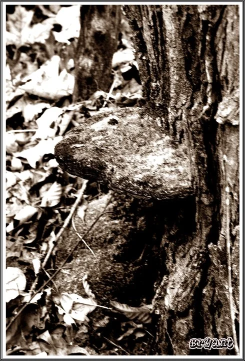 fairies_perch
