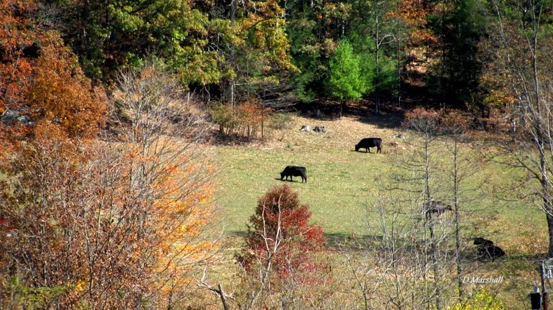 Fall Colors and cow
