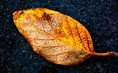 fall leaf