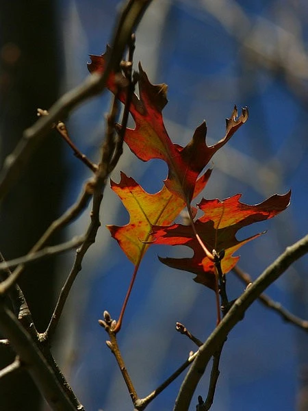 Fall & Spring