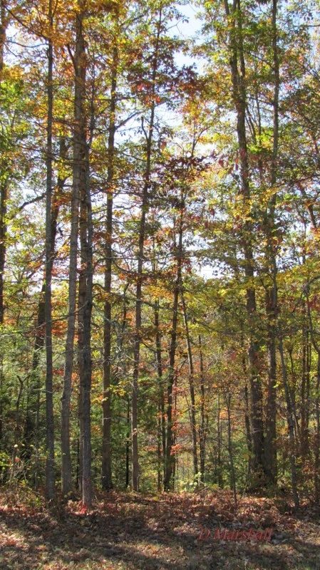 fall