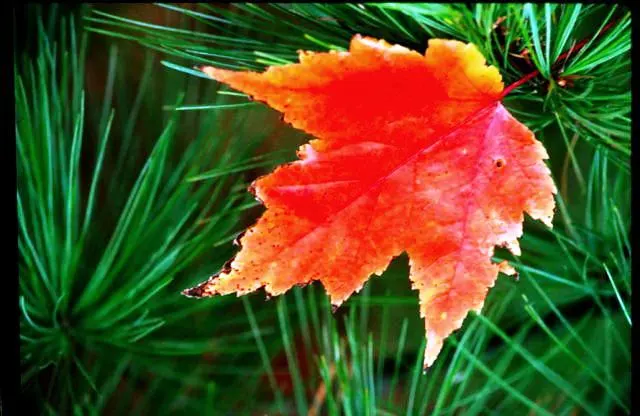 fall_color_2