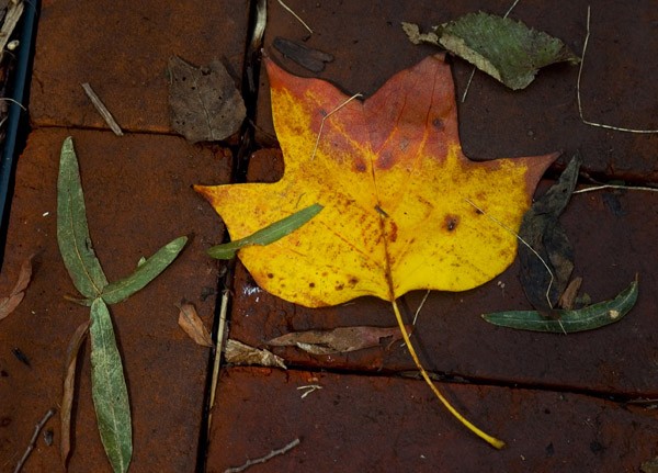 Fallen Leaf