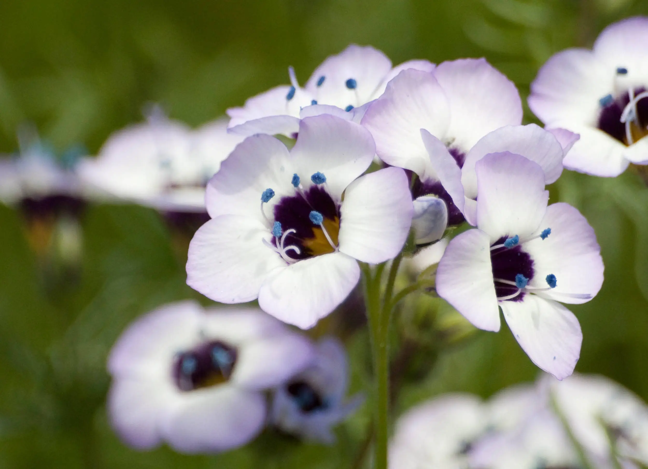 Fancy little flowers