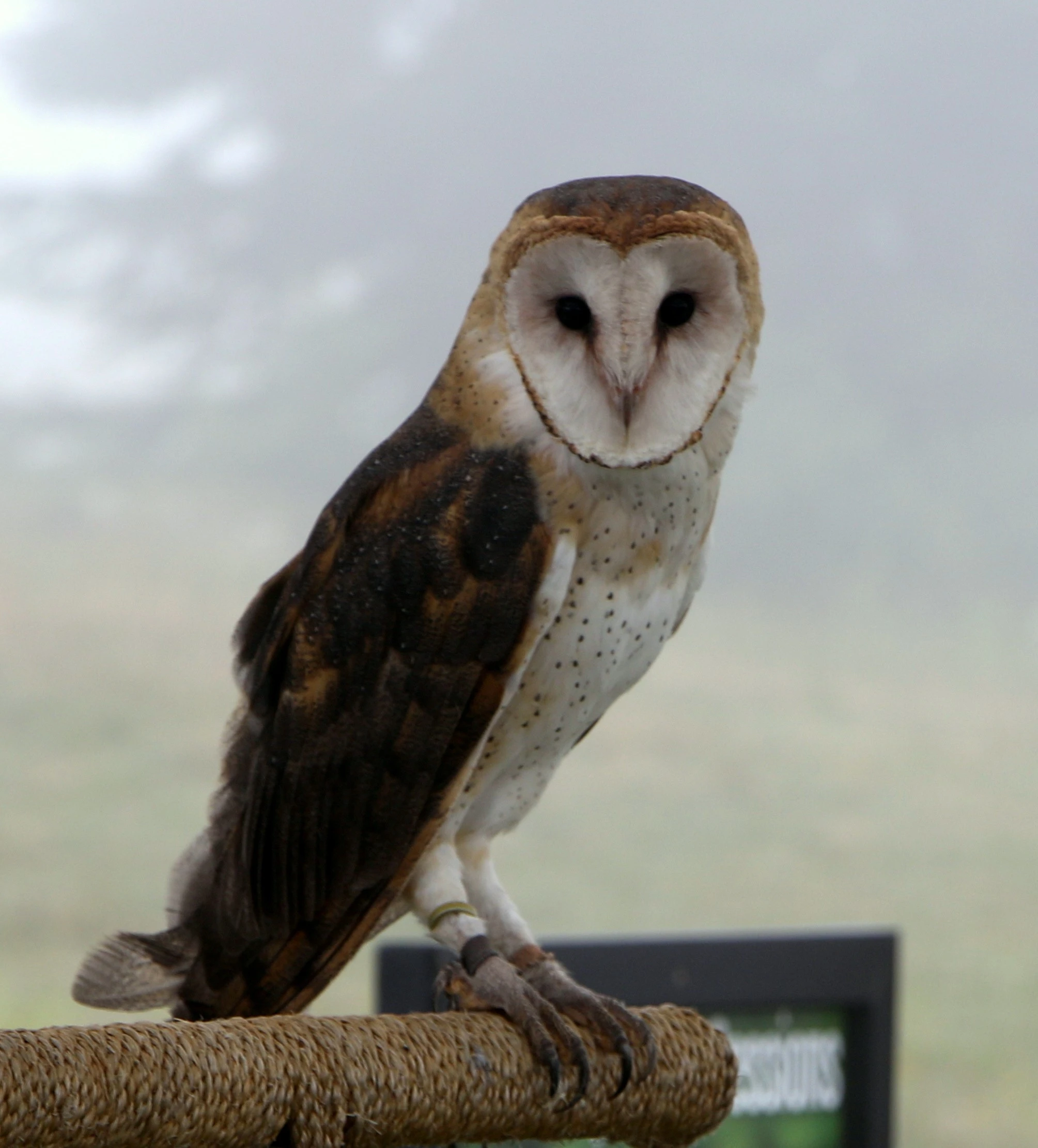 Farm Owl