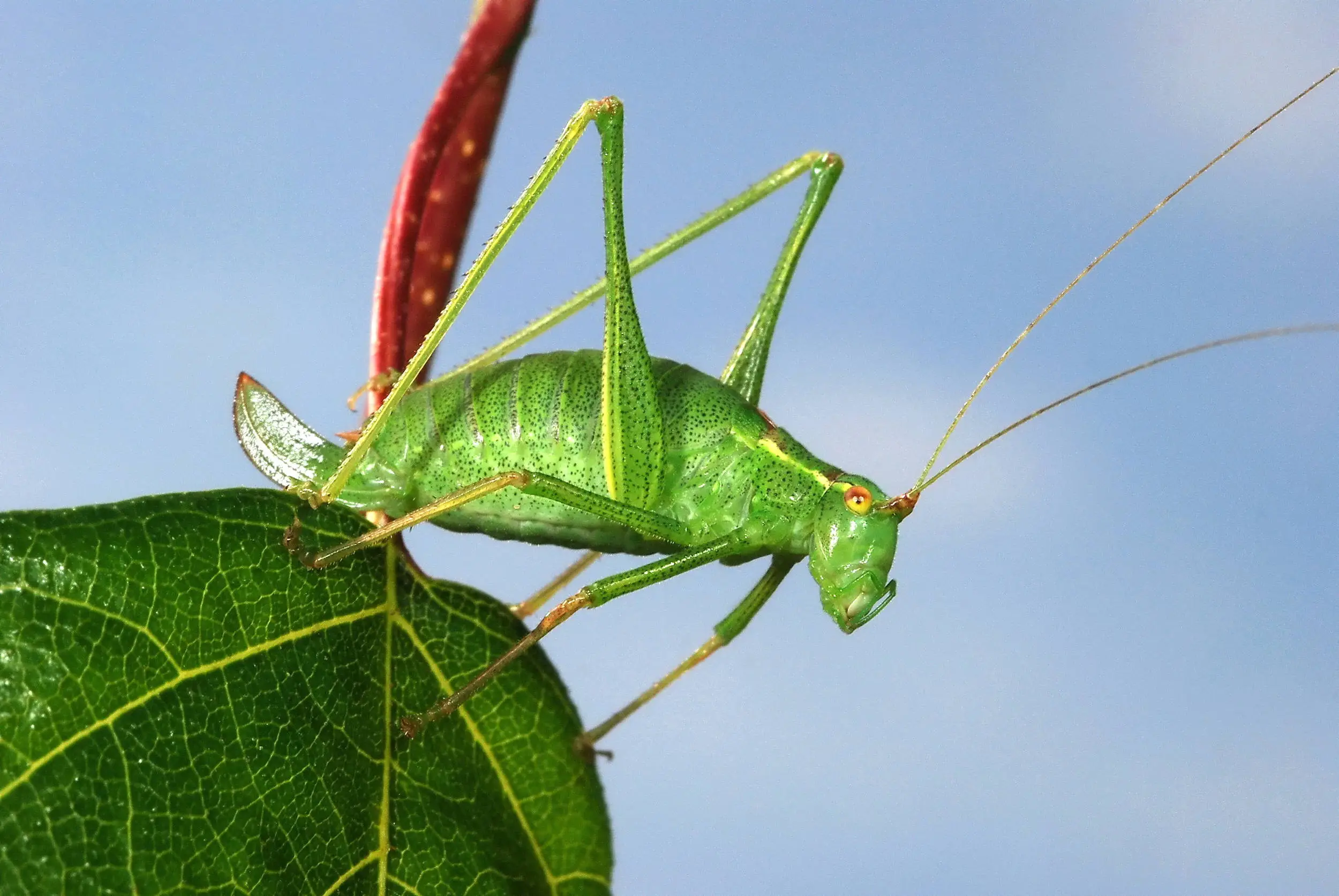 Female Green Bush cricket