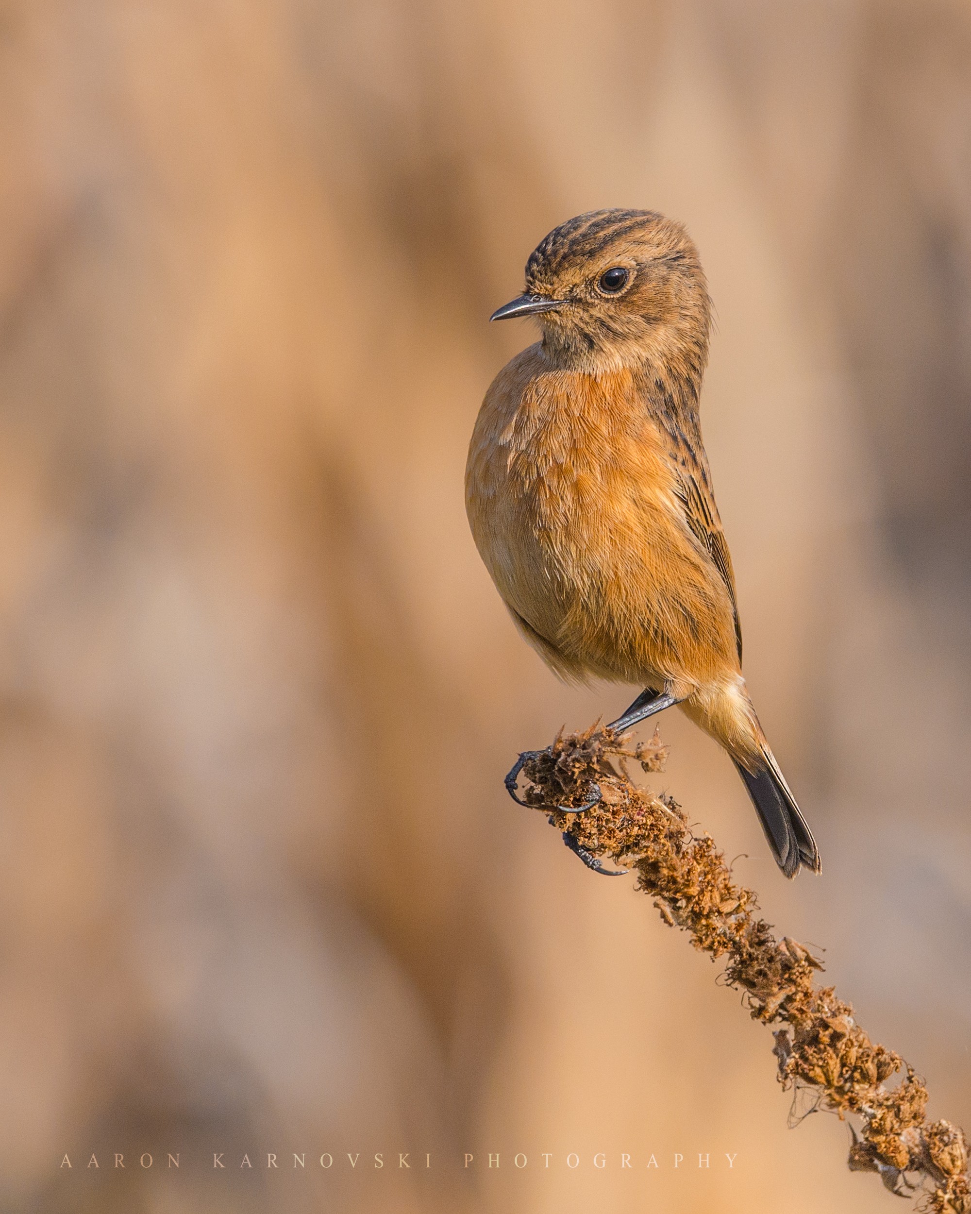 Female Stone Chat #2