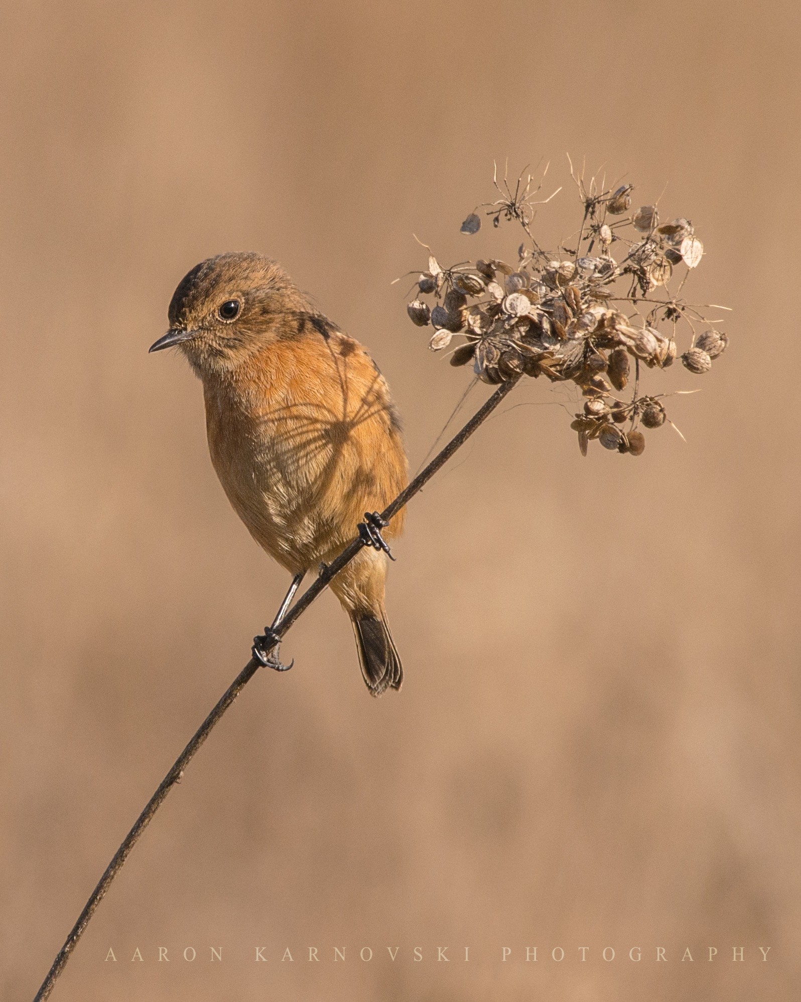 Female Stone Chat