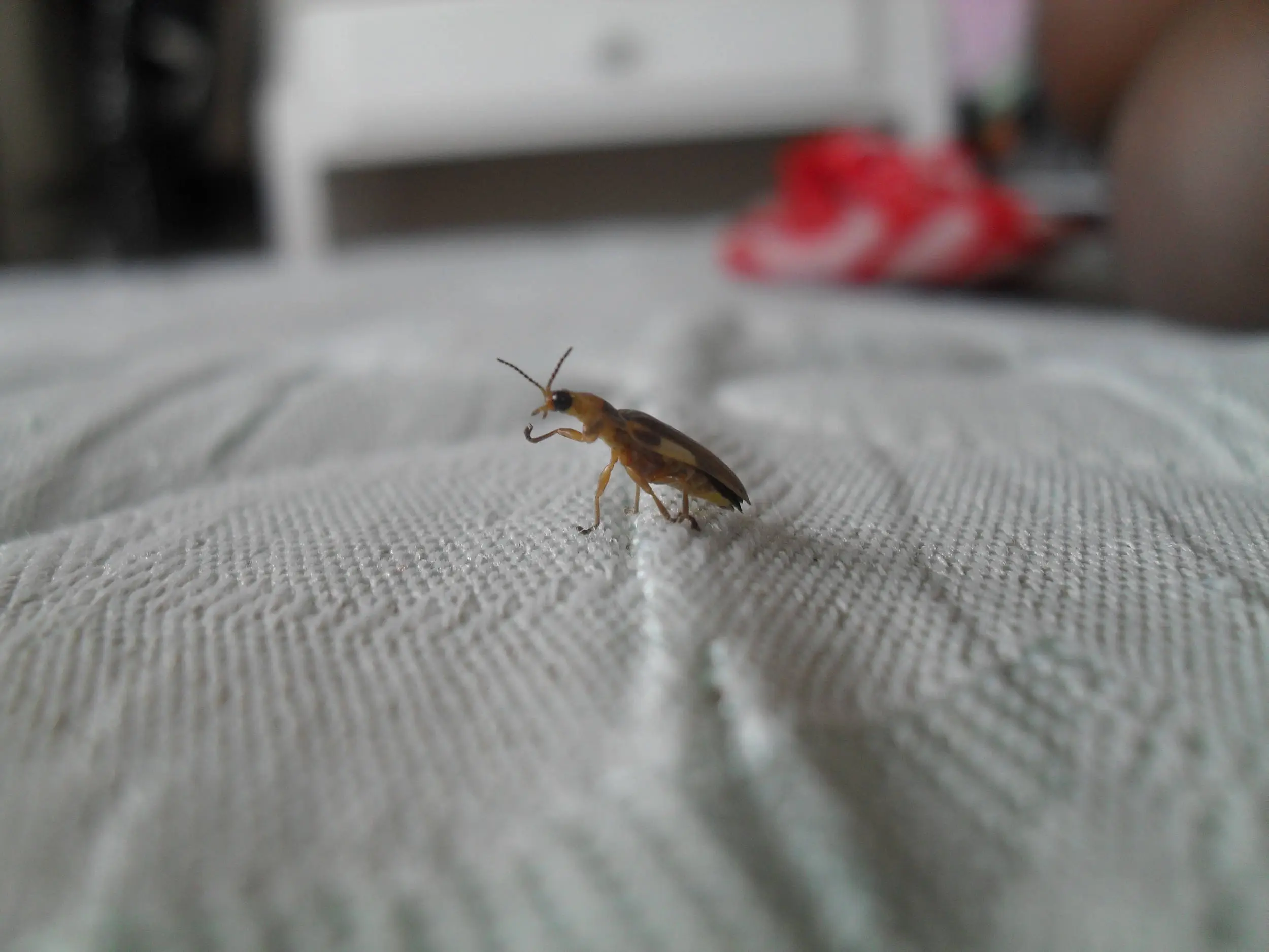 Firefly