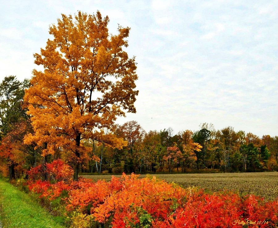 Flaming Tree