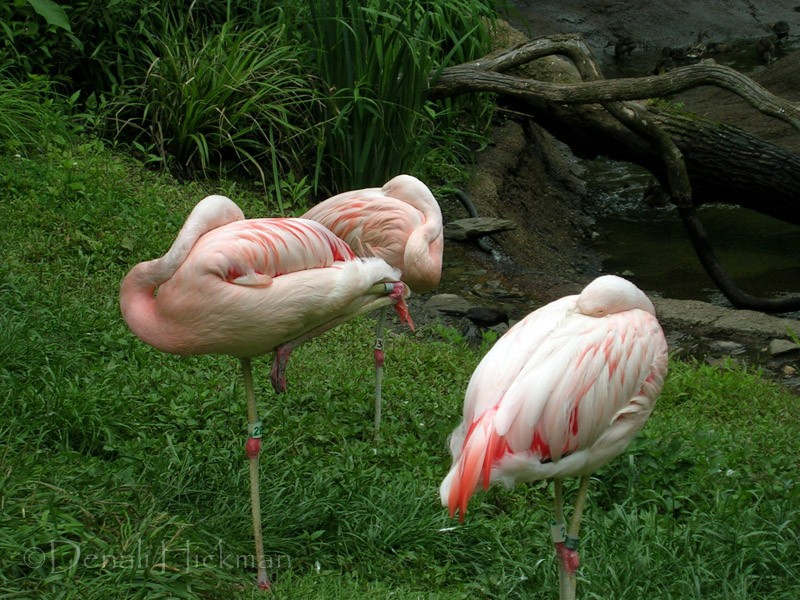 Flamingo Siesta