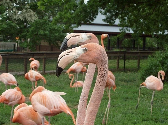 flamingos okc zoo