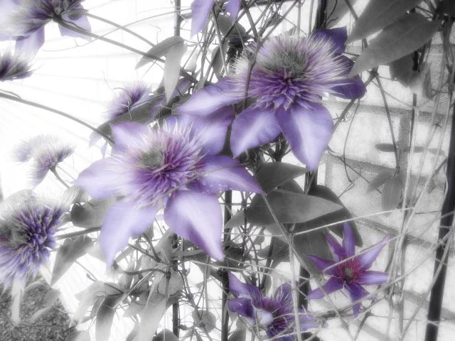 Fleurs Violettes