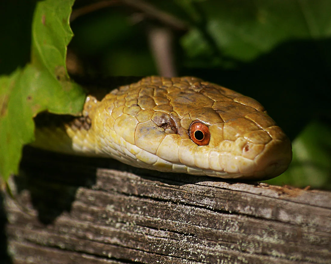 Florida Rat Snake