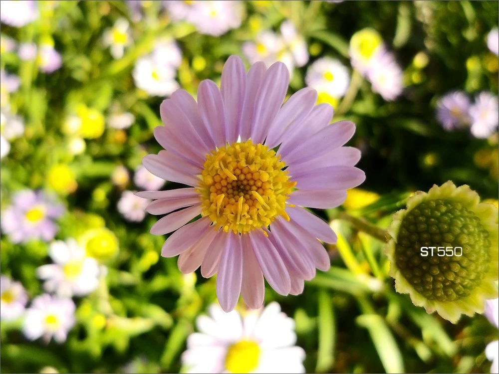 Flower 01