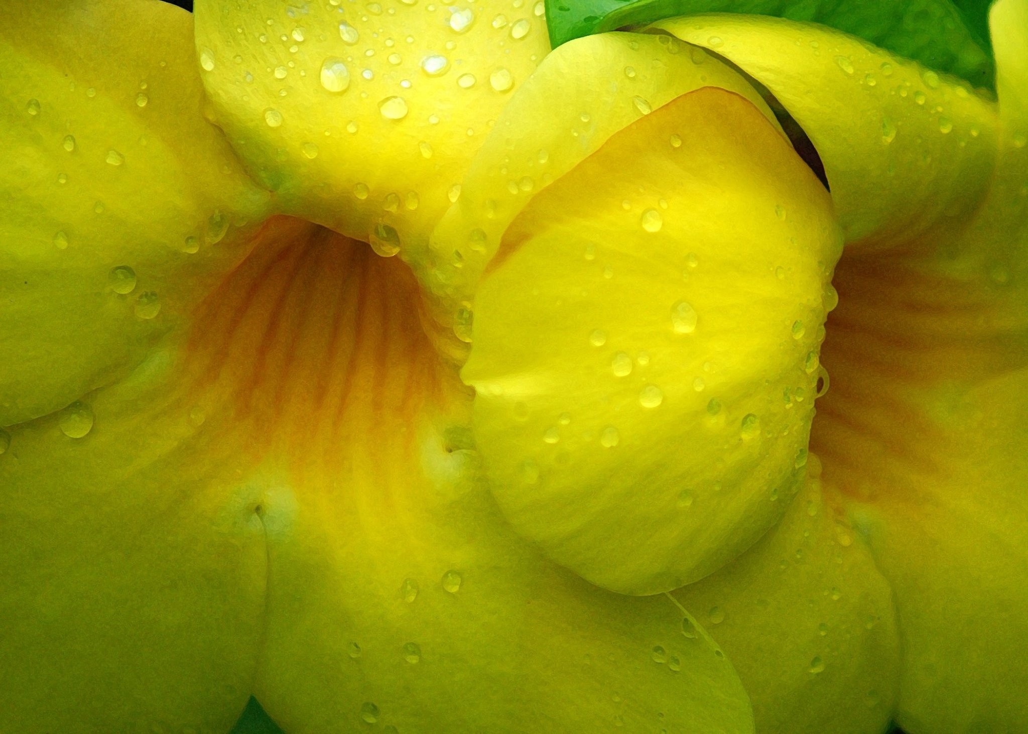 Flower in Polynesia