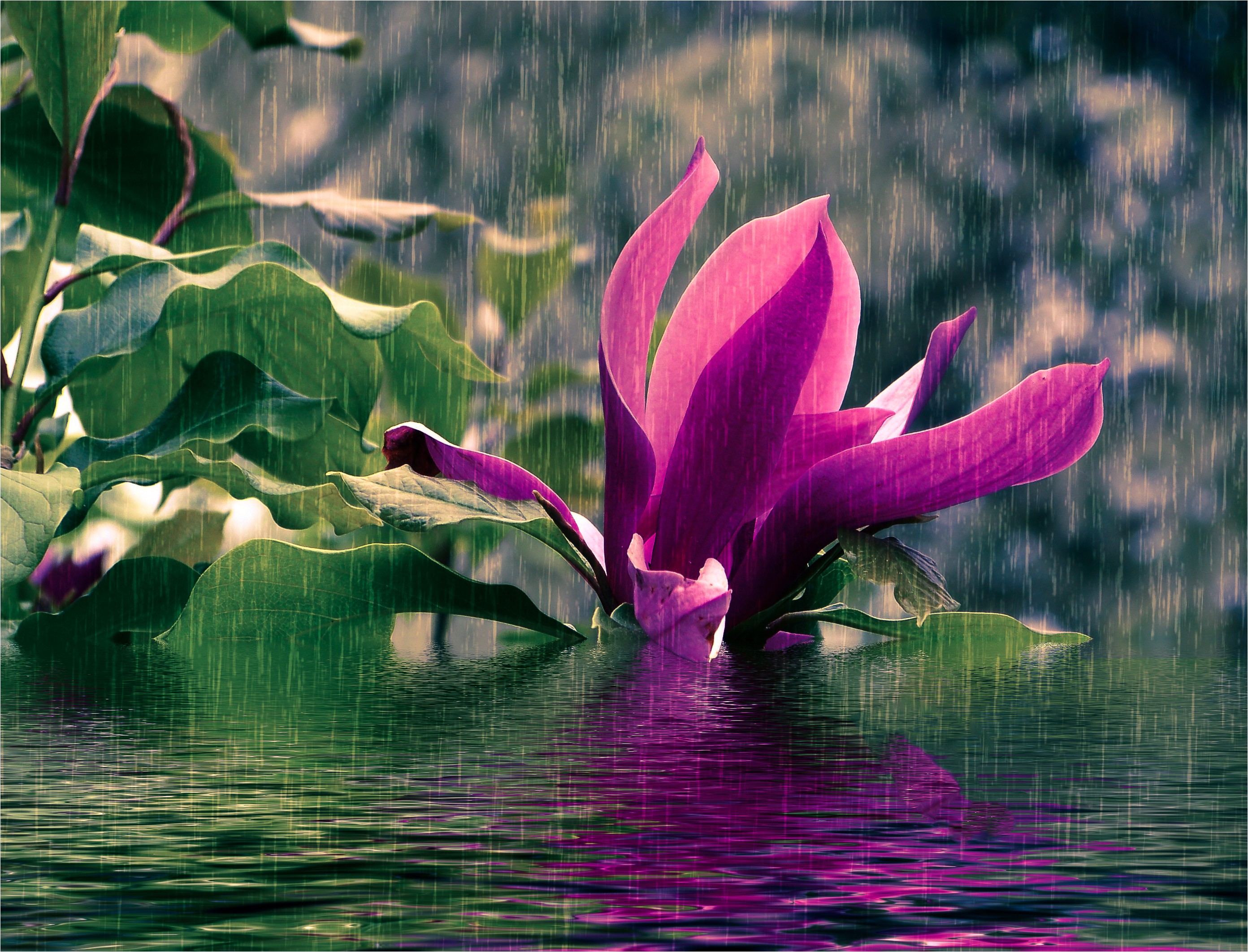 Flower In The Rain