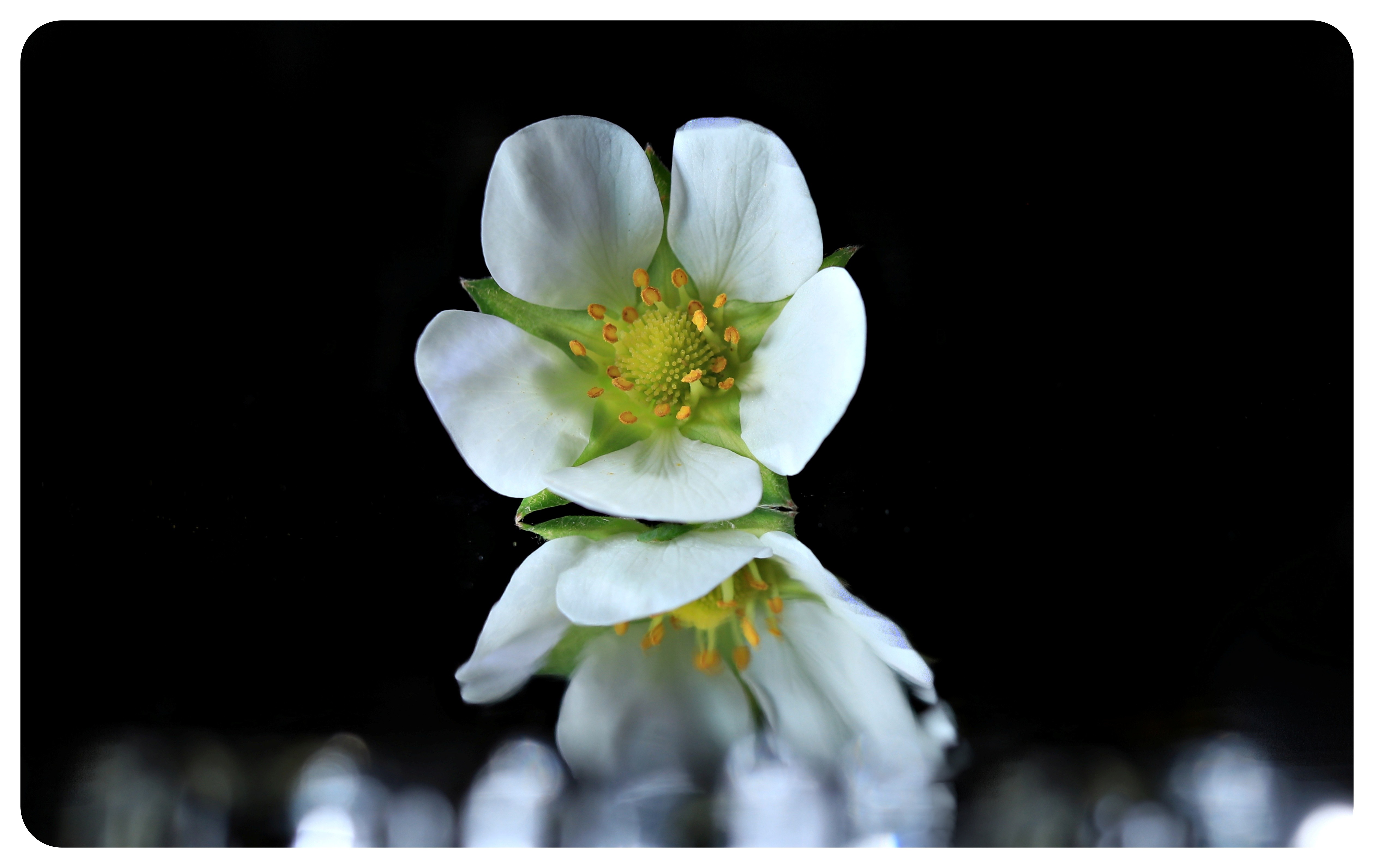 Flower on Crystal Wand