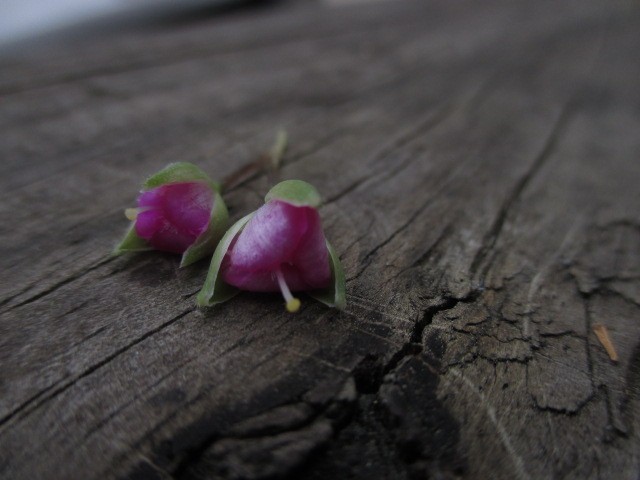 Flowers for a friend