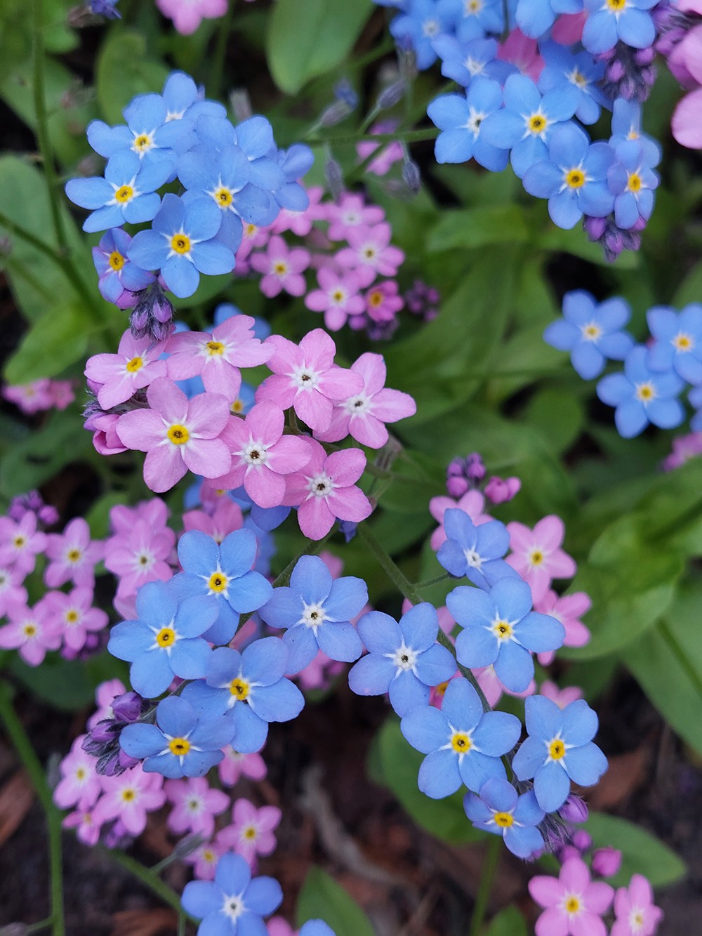 Flowers