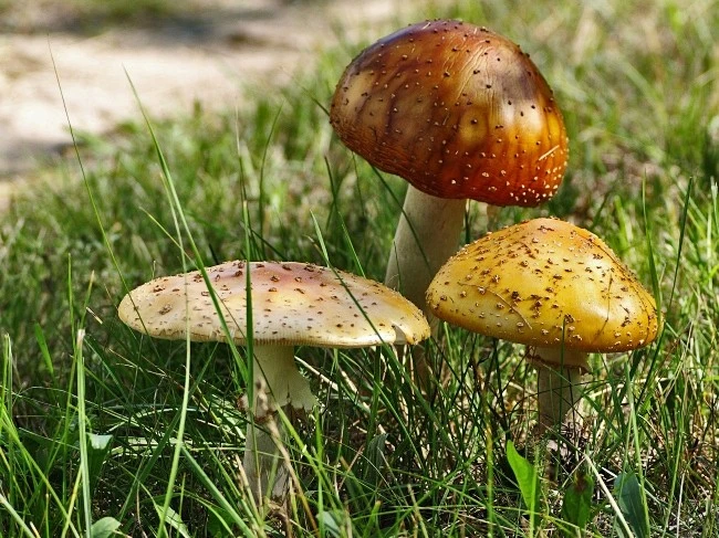 Fly agaric mushrooms