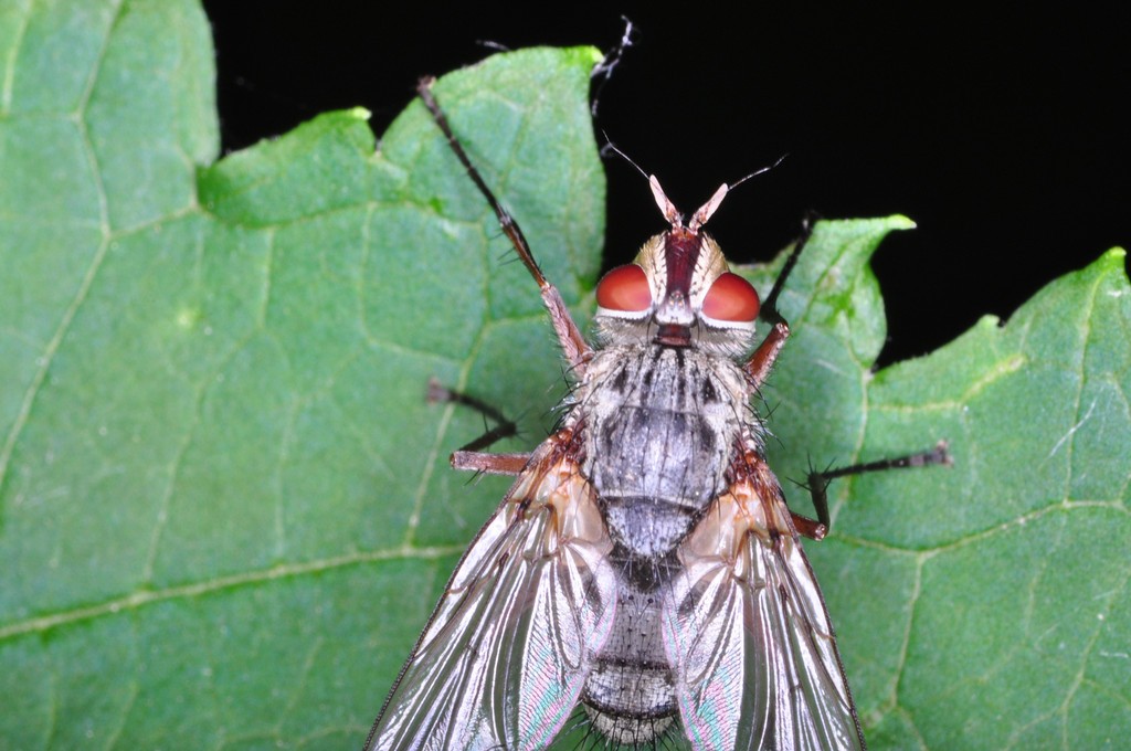 fly, macro