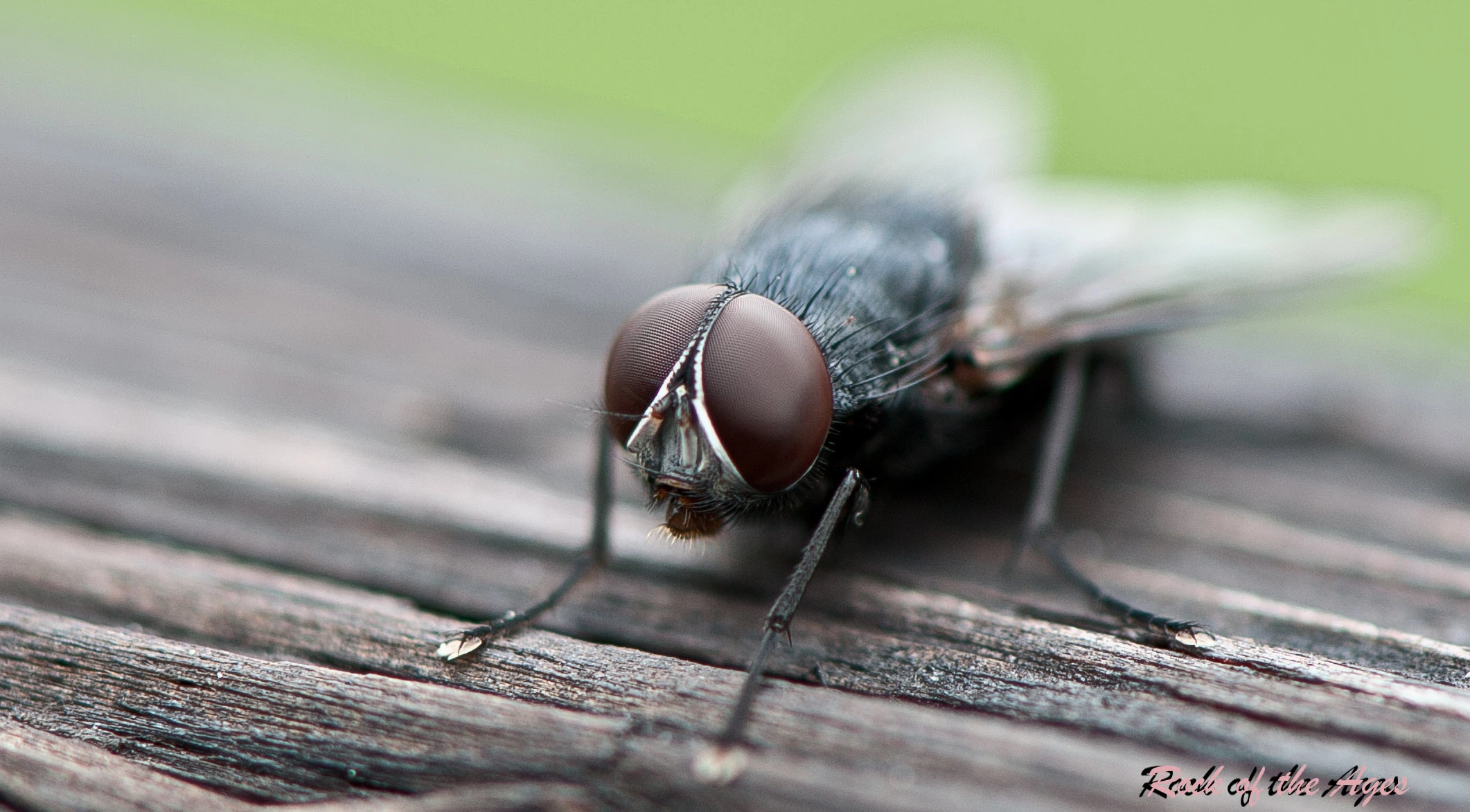 fly