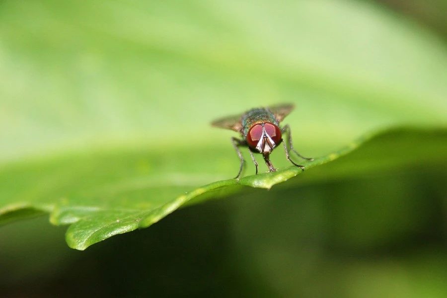 Fly