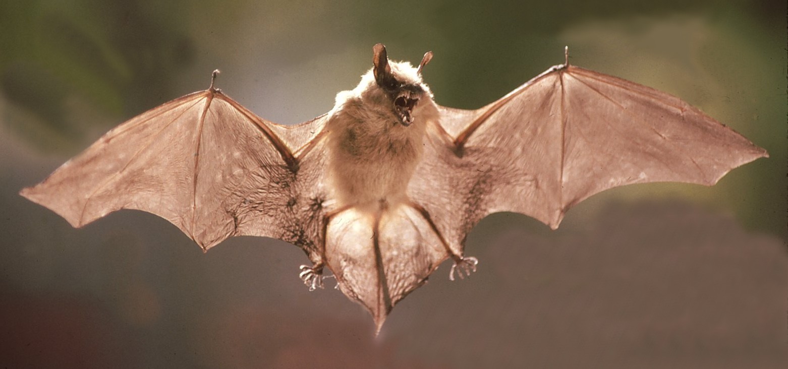 Flying Bat