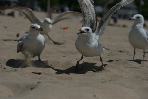 Flying Fish