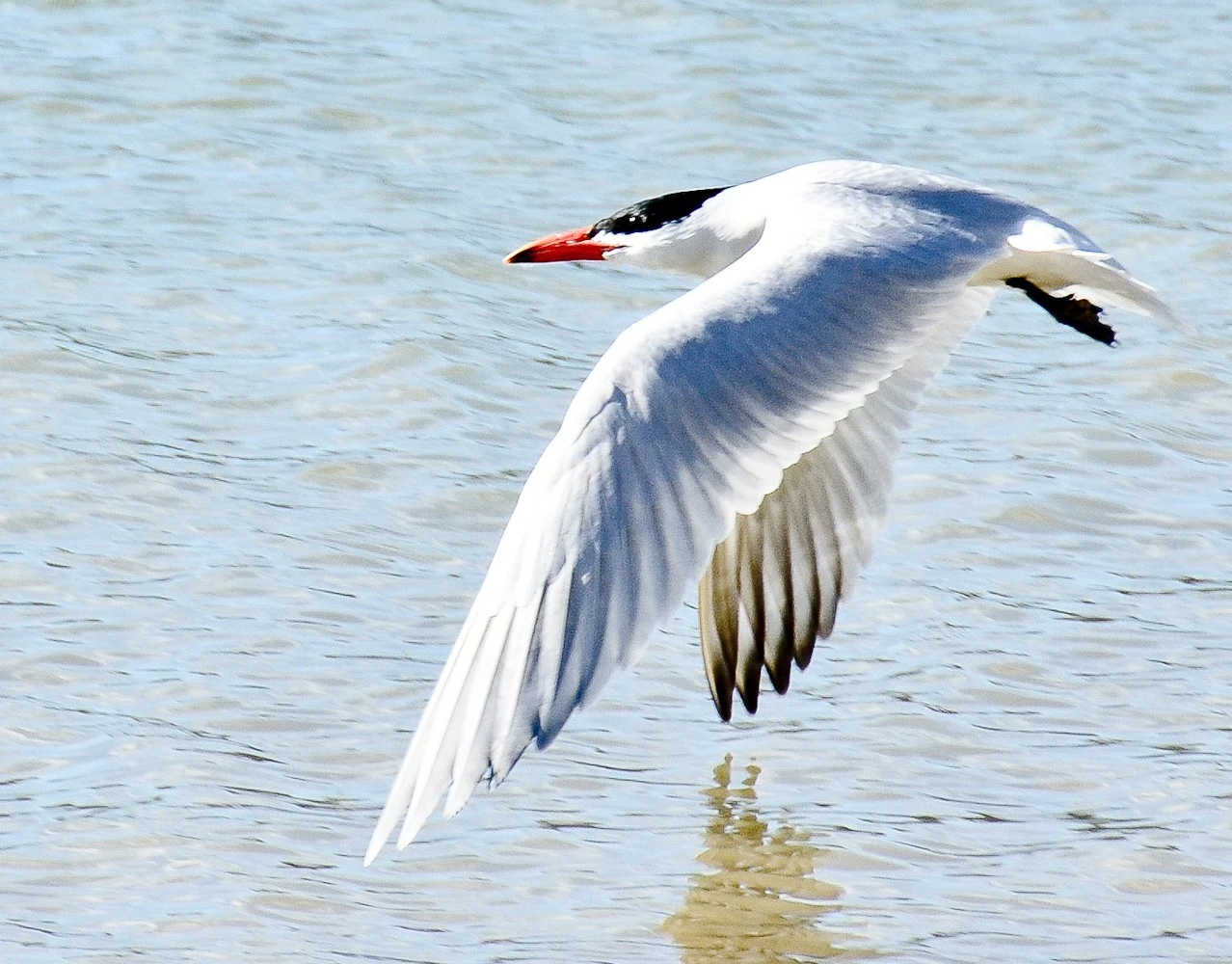 flying_white_front_tern