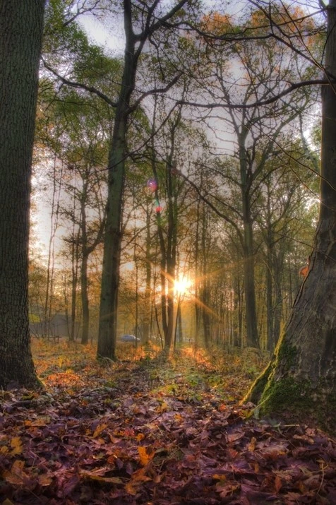 Forest Sunrise - HDR