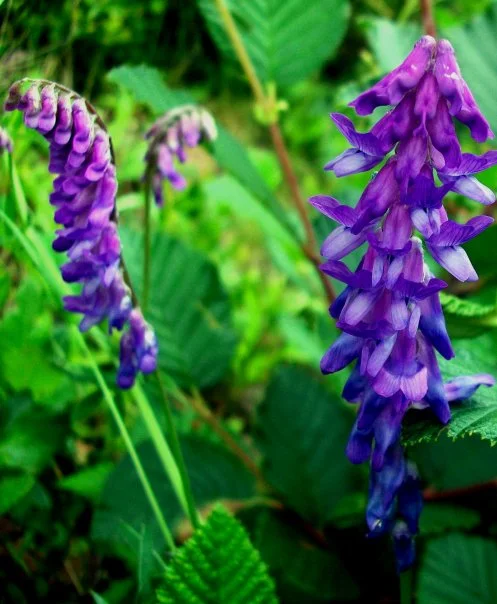 Fox Glove