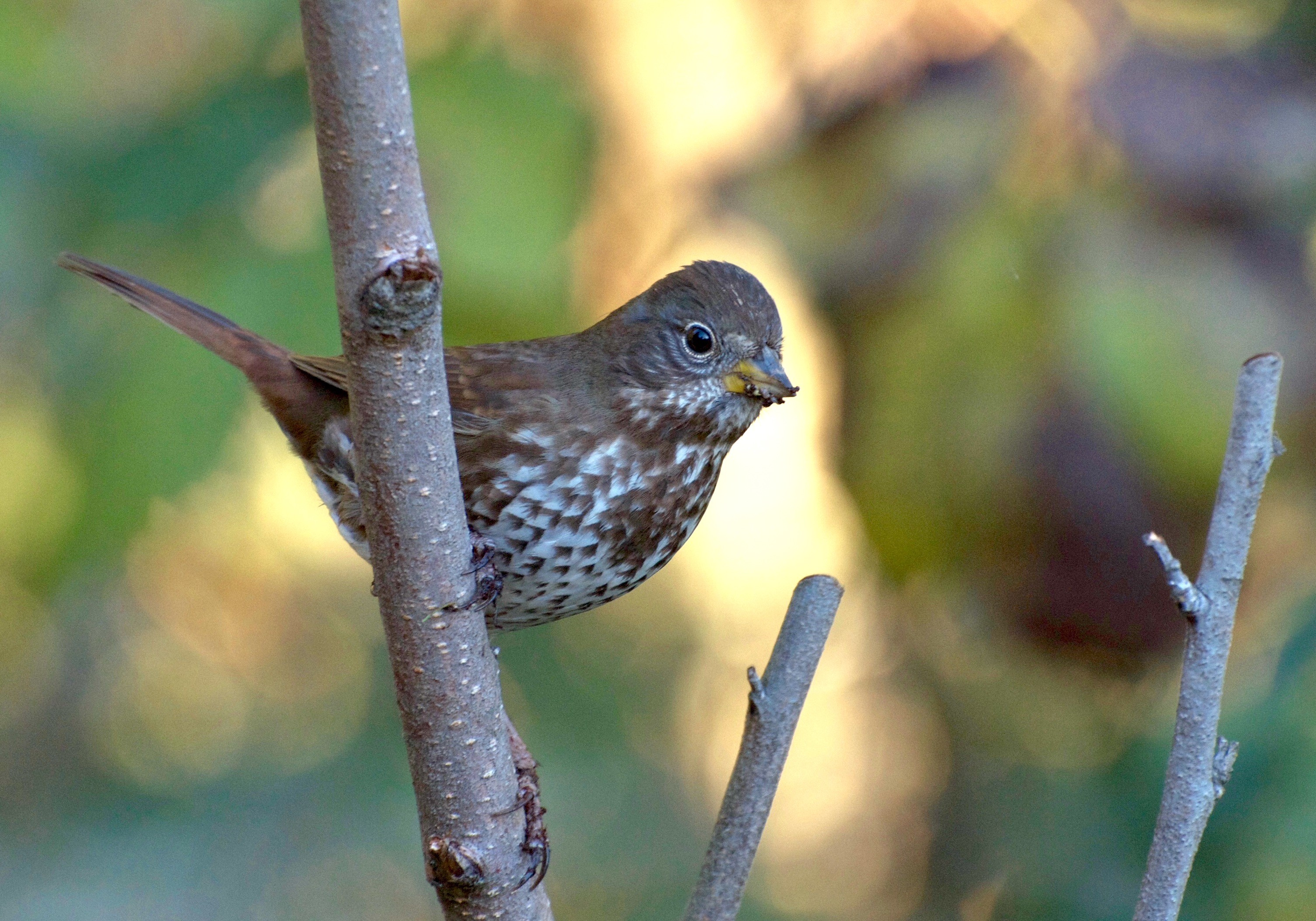 Fox Sparrow