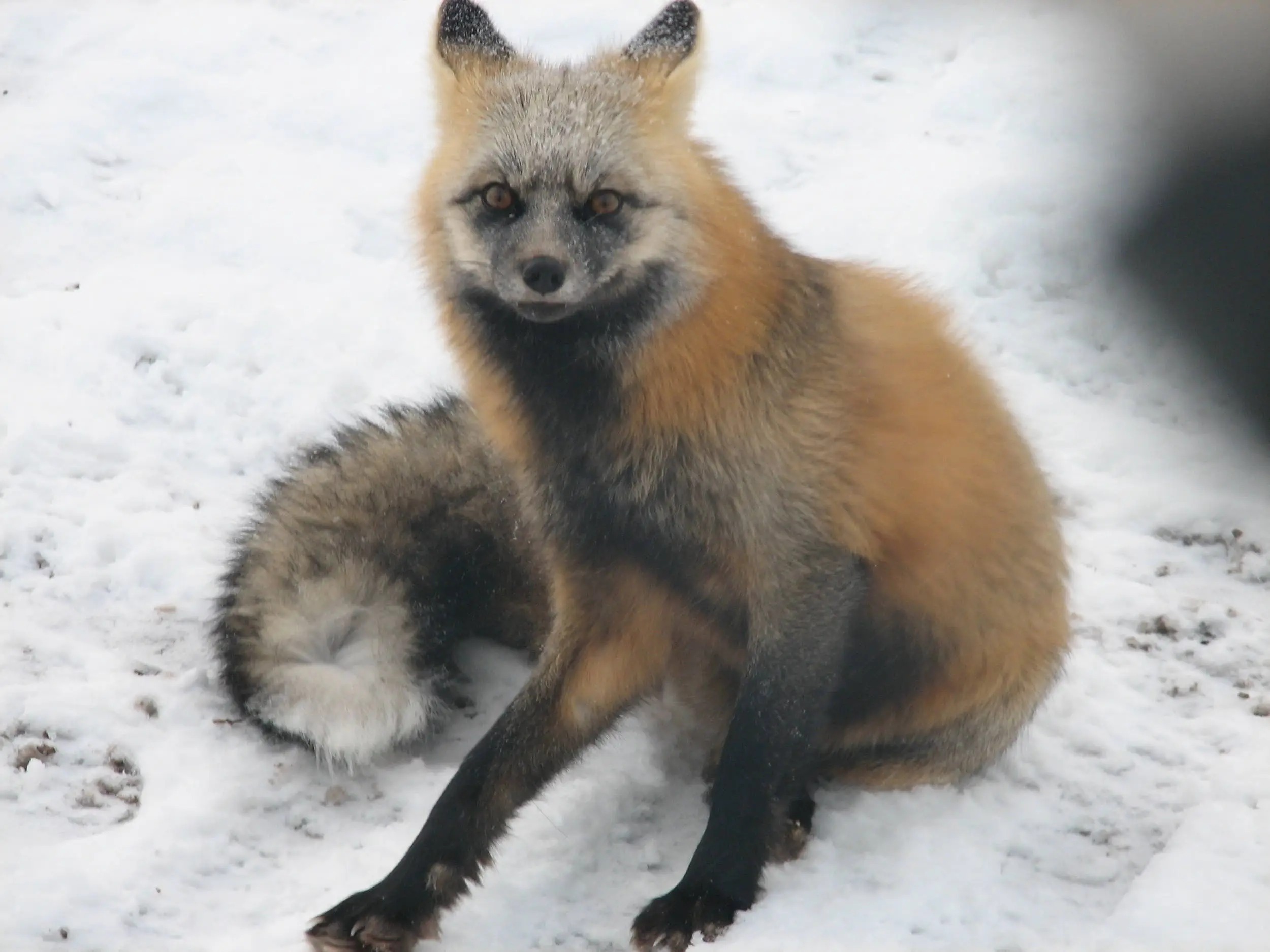 Fox