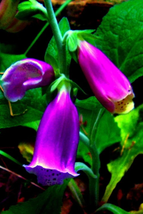 Foxglove
