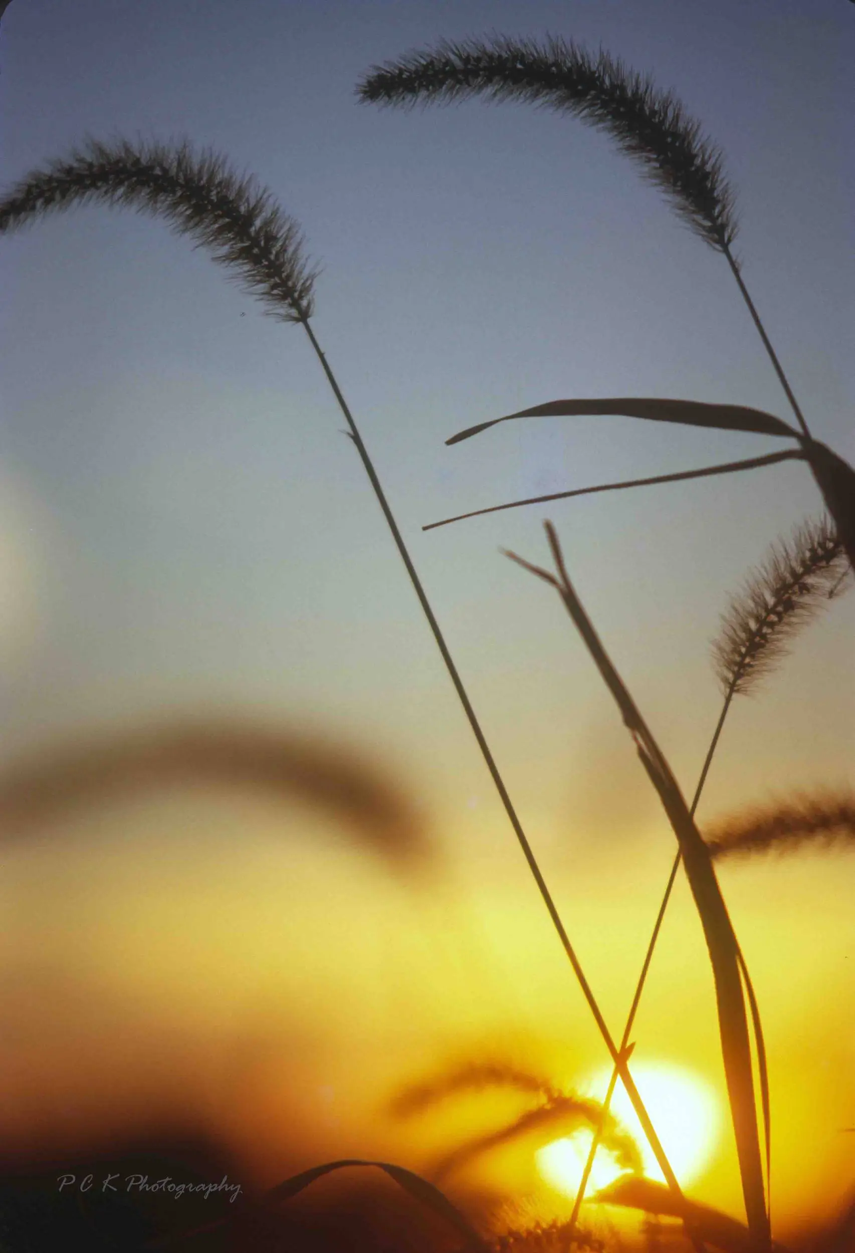 Foxtail Sunset