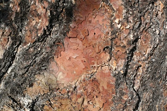 fpo_Texture