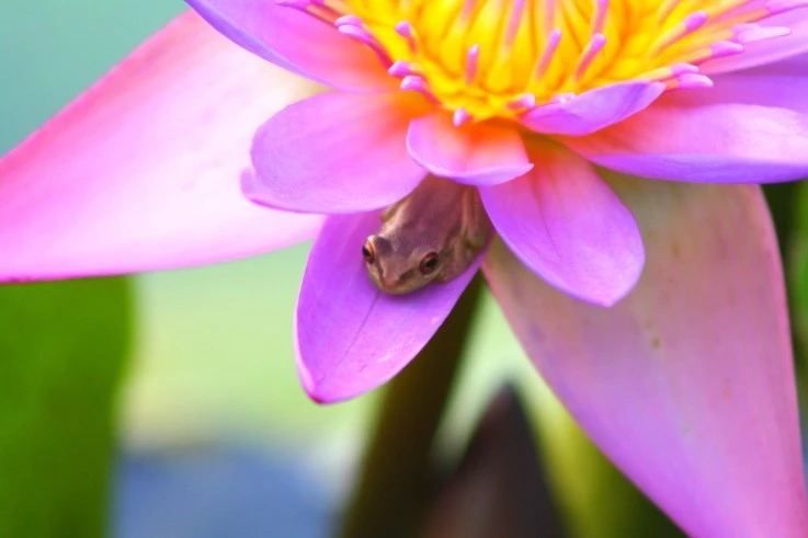 frog0001_8c6pr87ur8_detail