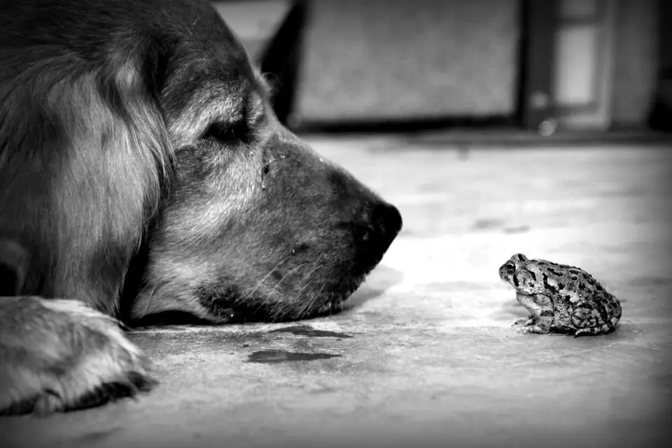 frog_and_sophie