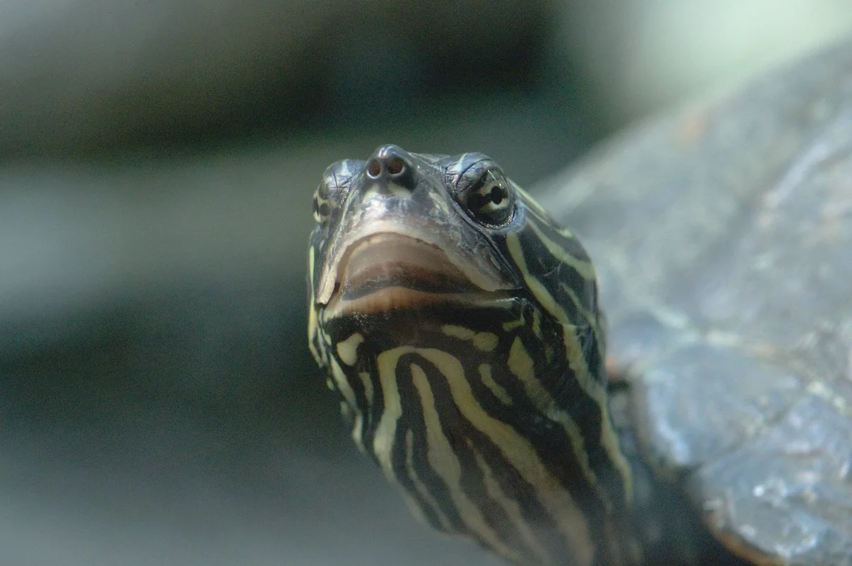 Frown.webp