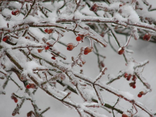 Frozen berries on bush