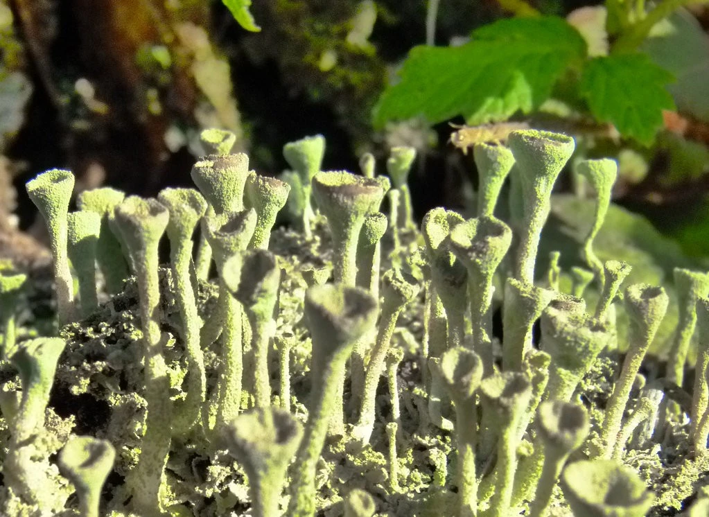 Funghi