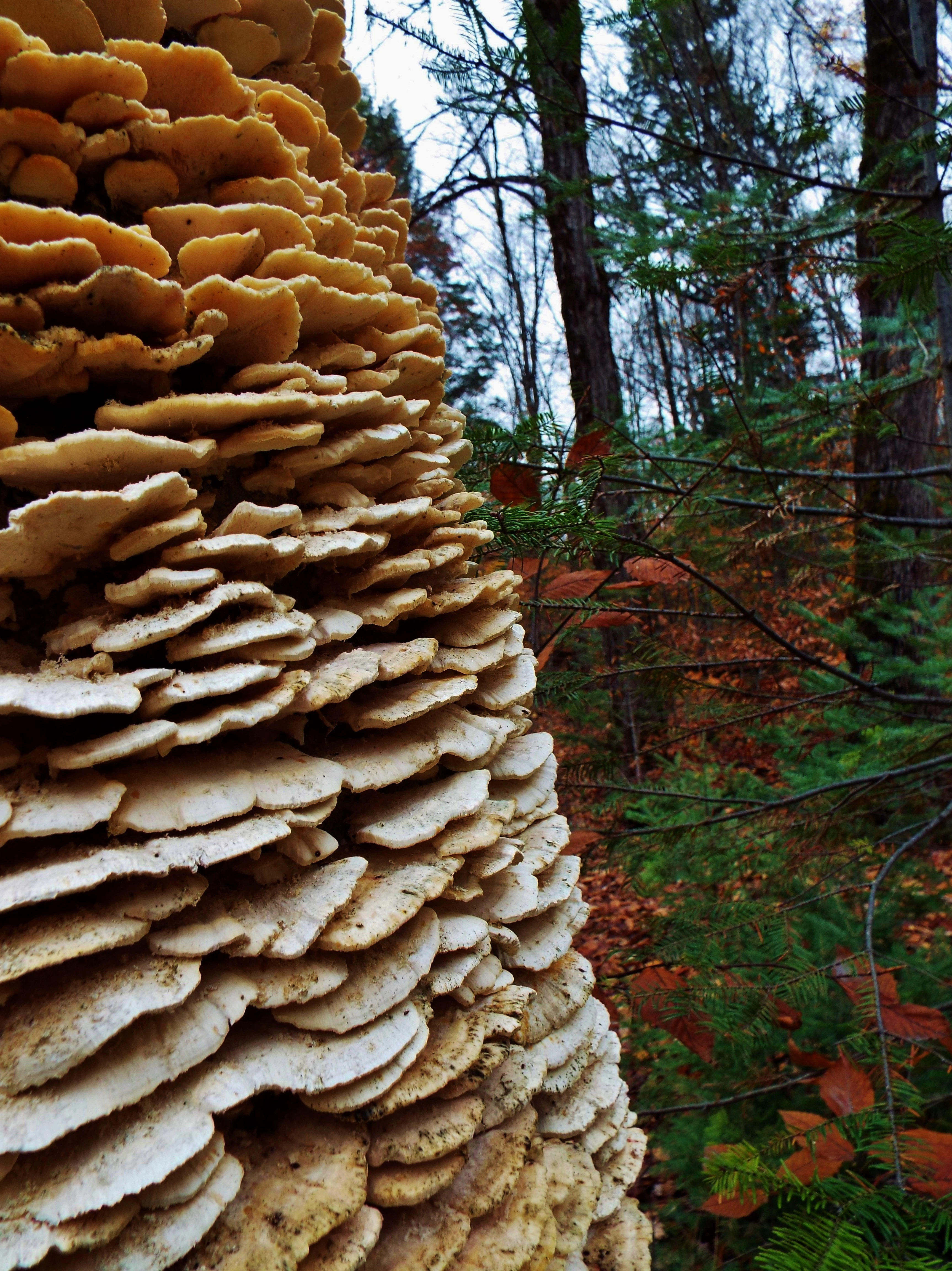 Fungi Tree