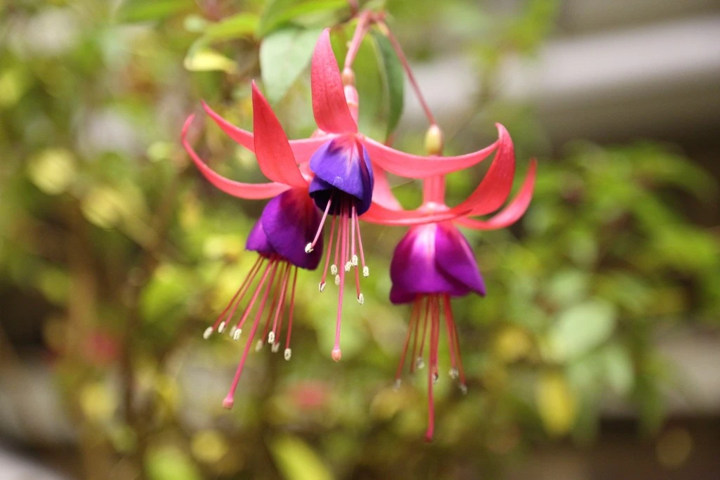 fuscia
