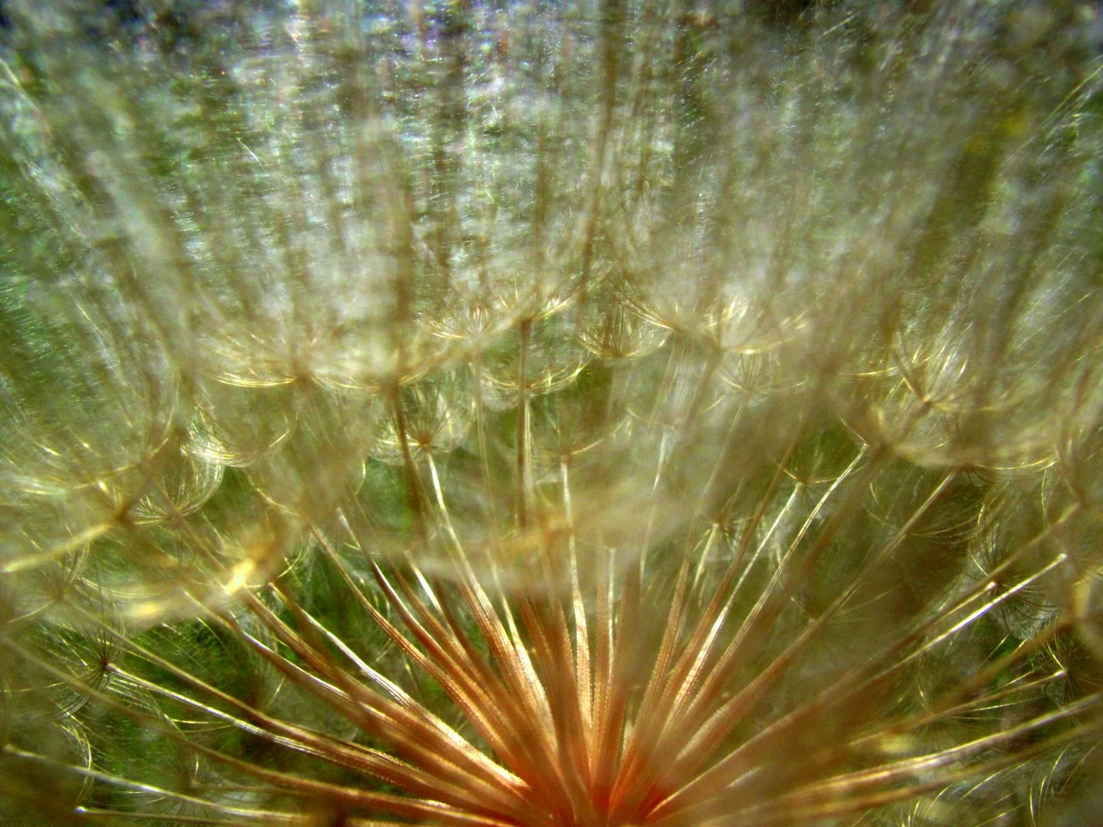 Fuzzy!