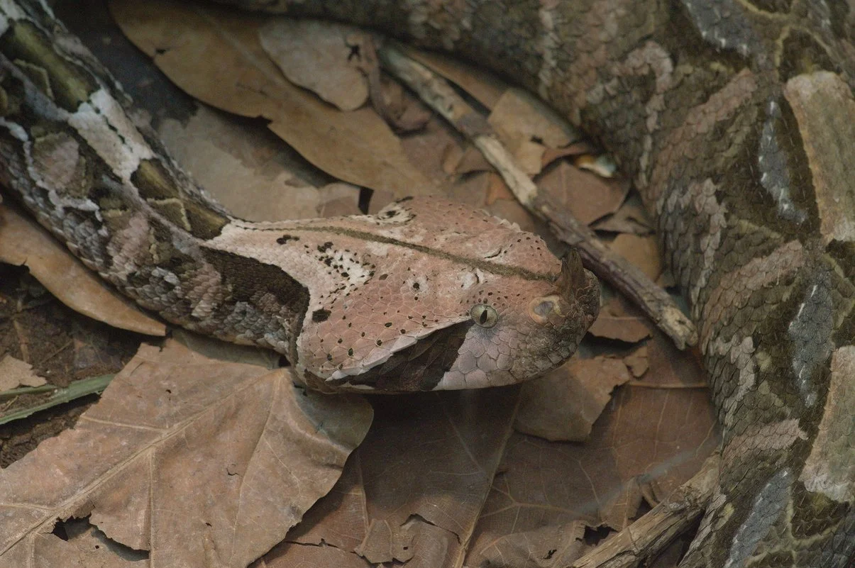 Gaboon Viper 2.webp