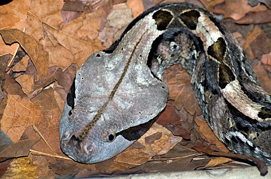 Gaboon Viper